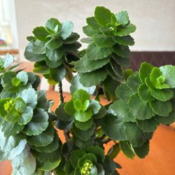 Авокадо - фото 7