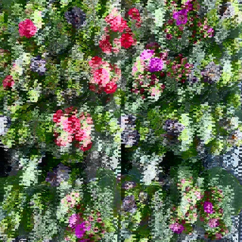 Селагинелла