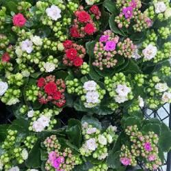 Селагинелла - фото 1