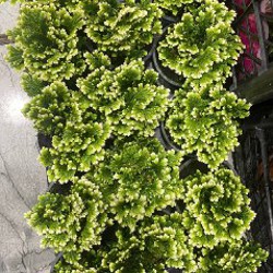 Селагинелла - фото 2