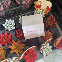 Селагинелла - фото 3