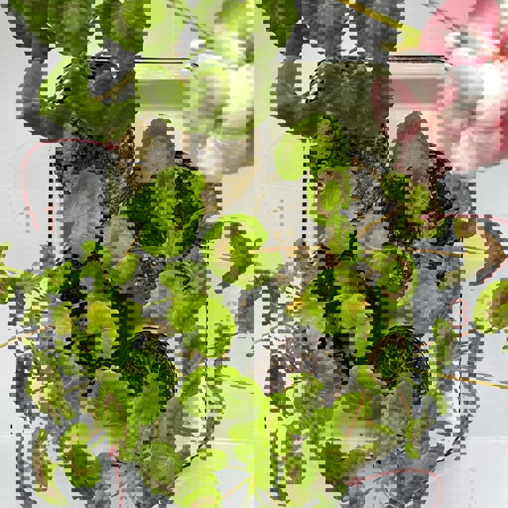 Пеларгония Pinto premium F1 WHITE to ROSE