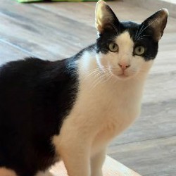 Тесла - фото 2