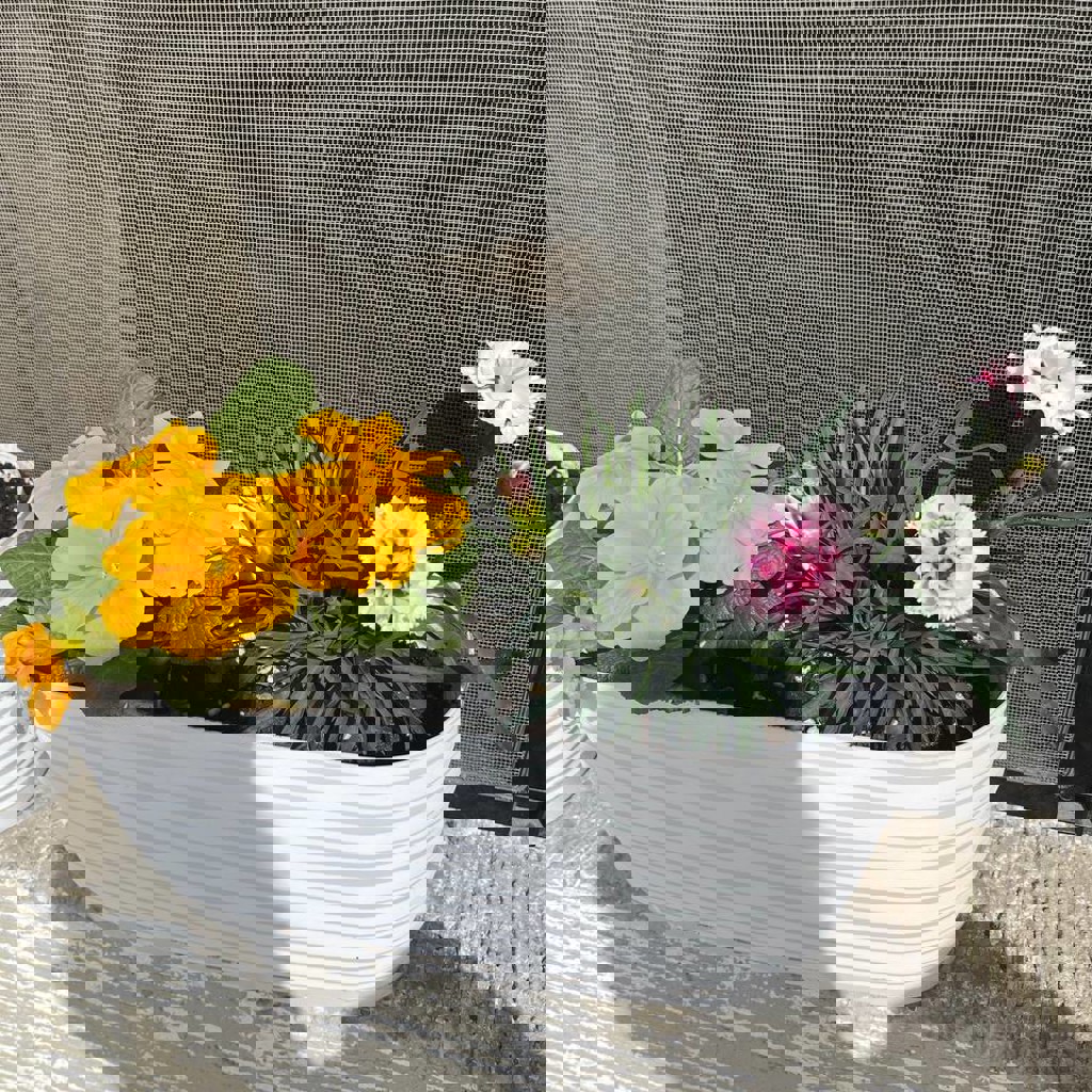 Нарцисс (3 луковицы)