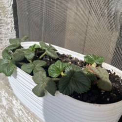 Нарцисс (3 луковицы) - фото 3