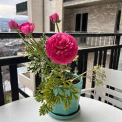 Нарцисс (3 луковицы) - фото 5