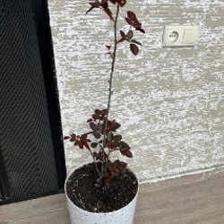 Нарцисс (3 луковицы) - фото 6