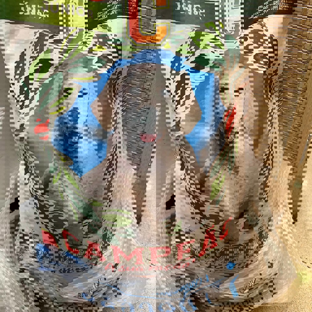 Корм для собак