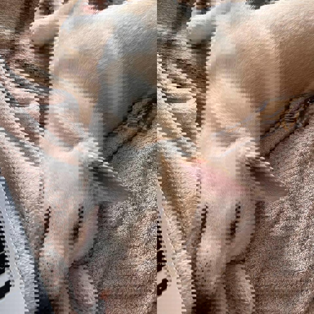 Собака Эльза