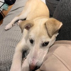 Собака Эльза - фото 2