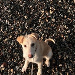 Собака Эльза - фото 3