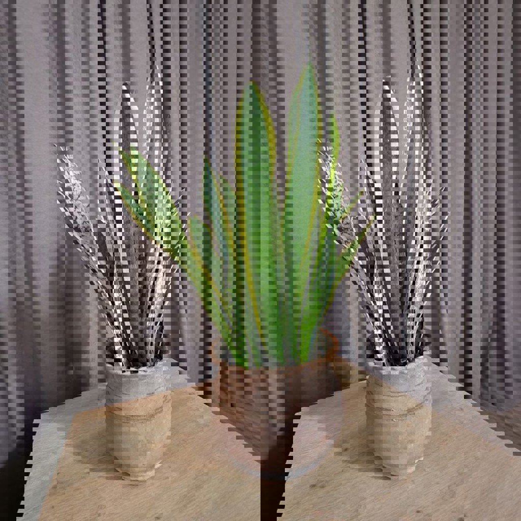 Сансиеверия