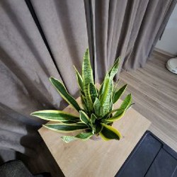 Сансиеверия - фото 2