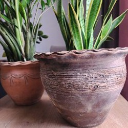 Сансиеверия - фото 3