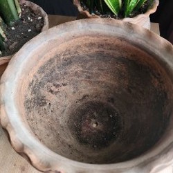 Сансиеверия - фото 4