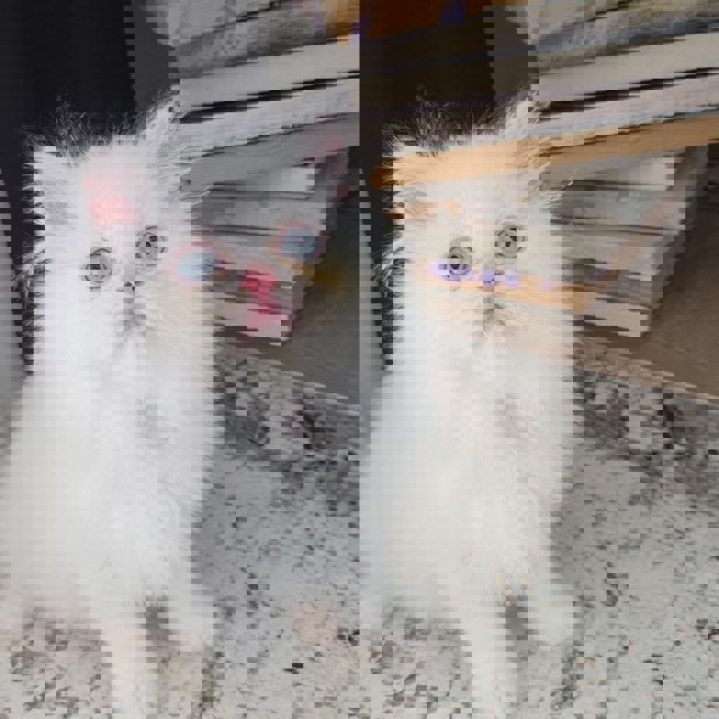 Персидский котенок