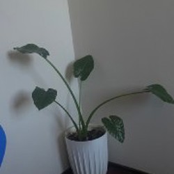 Зеркало - фото 2