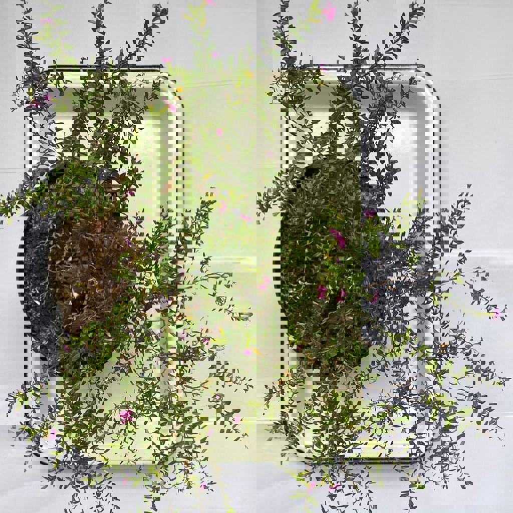 Куфея иссополистная