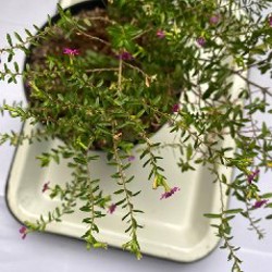 Куфея иссополистная - фото 2