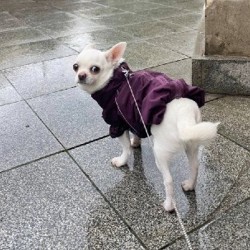 Комбинезон для маленьких пород - фото 1