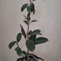 Фикус - фото 1