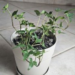 Цветы - фото 2