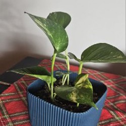 Цветы - фото 3