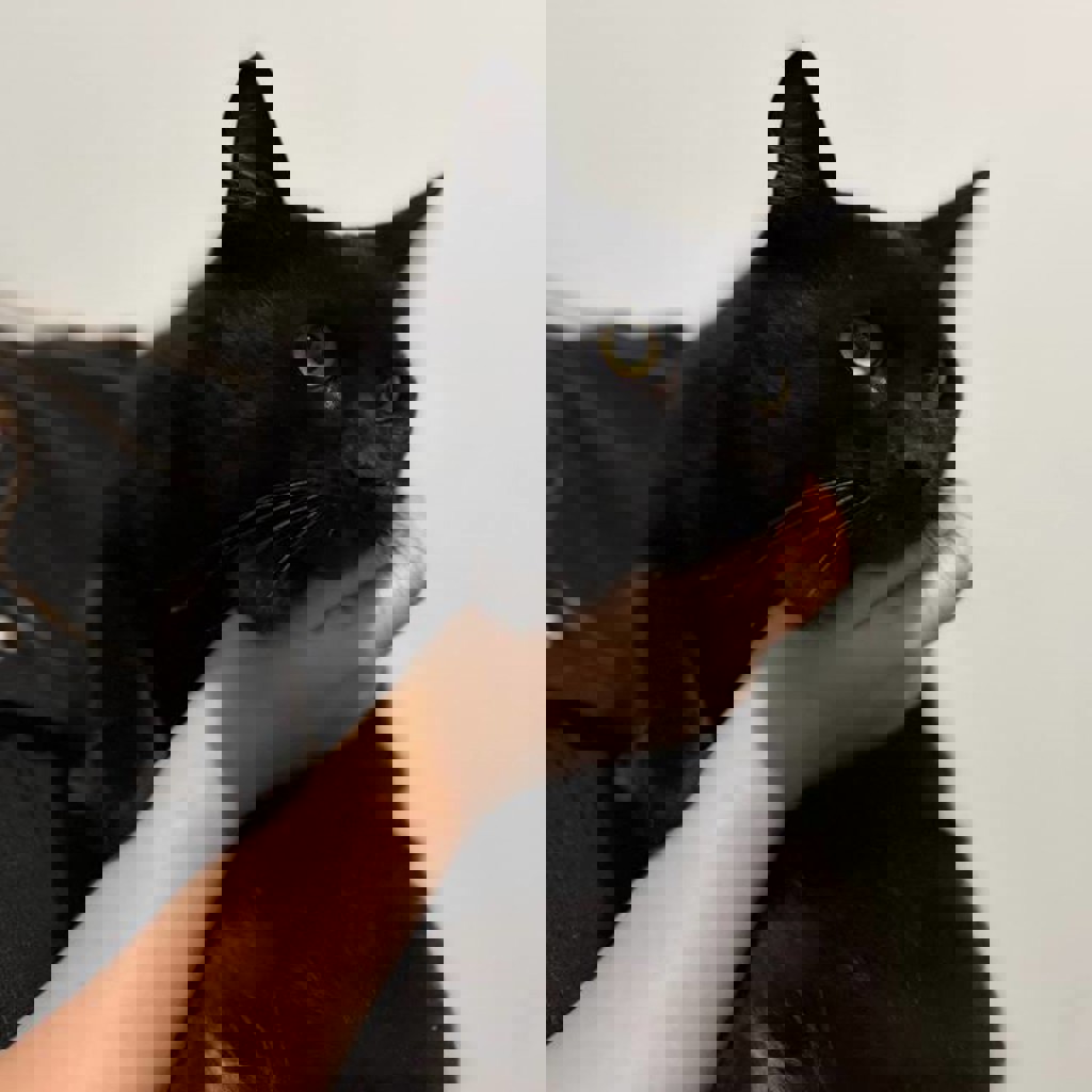 Кот по имени Лапенко