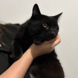 Кот по имени Лапенко - фото 1