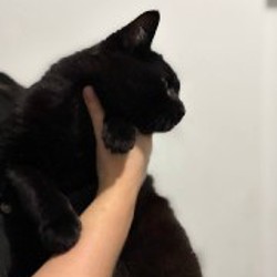 Кот по имени Лапенко - фото 4