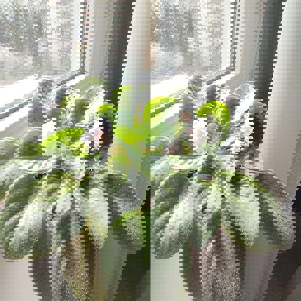 Цветущая фиалка белая