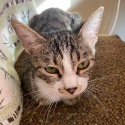 Брюки экокожа SAYYA - фото 9