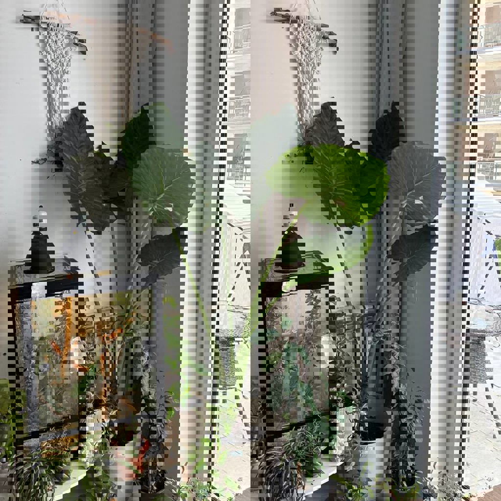 Гигантское домашнее растение