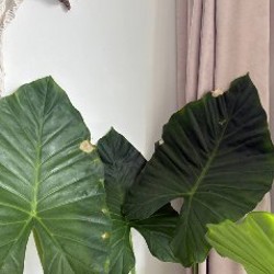 Гигантское домашнее растение - фото 2