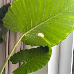 Гигантское домашнее растение - фото 3