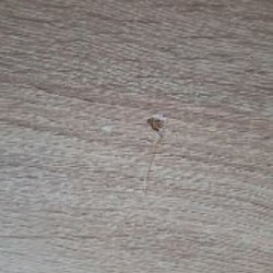 Светлый стол - фото 5