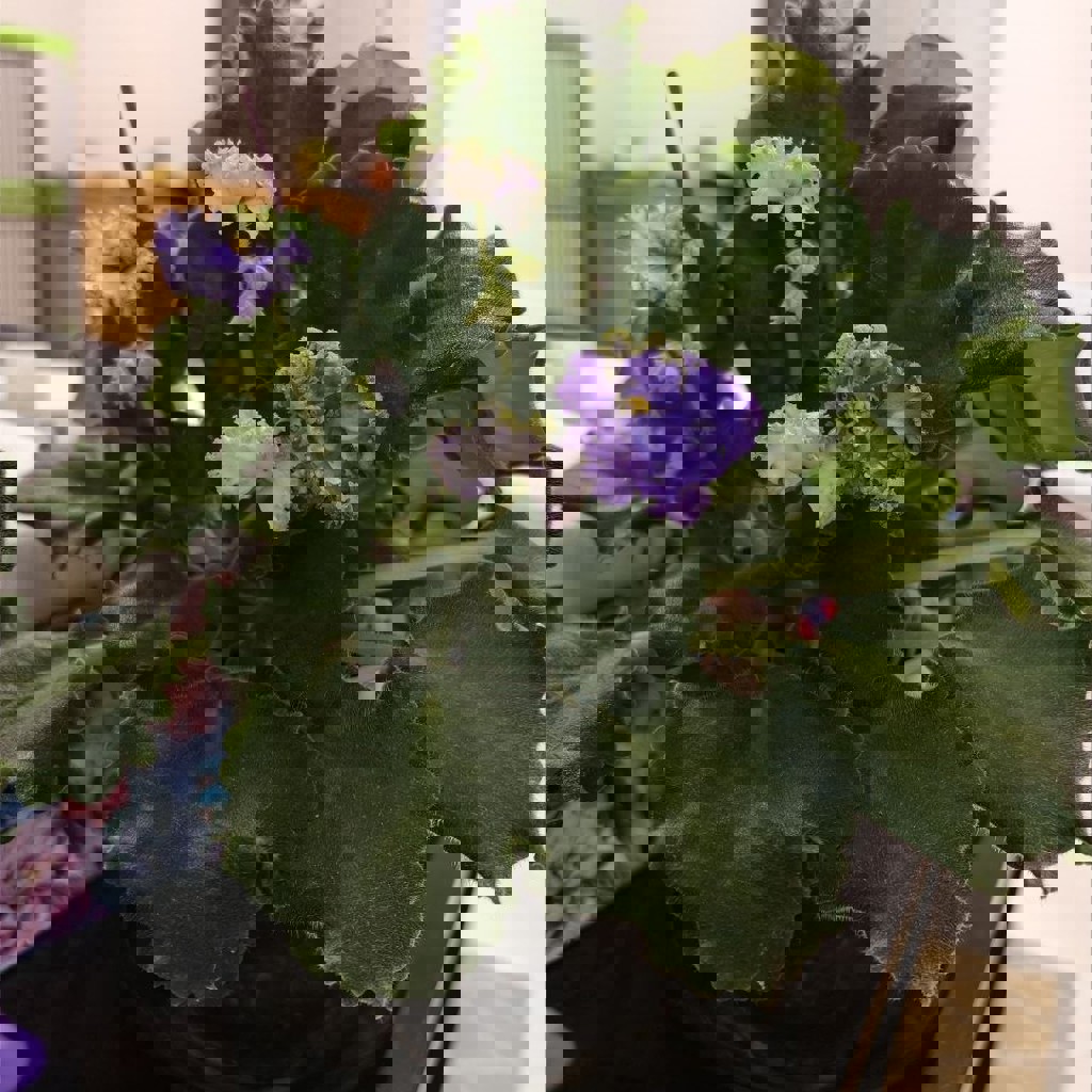 Кудрявая фиалка