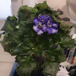 Кудрявая фиалка - фото 2