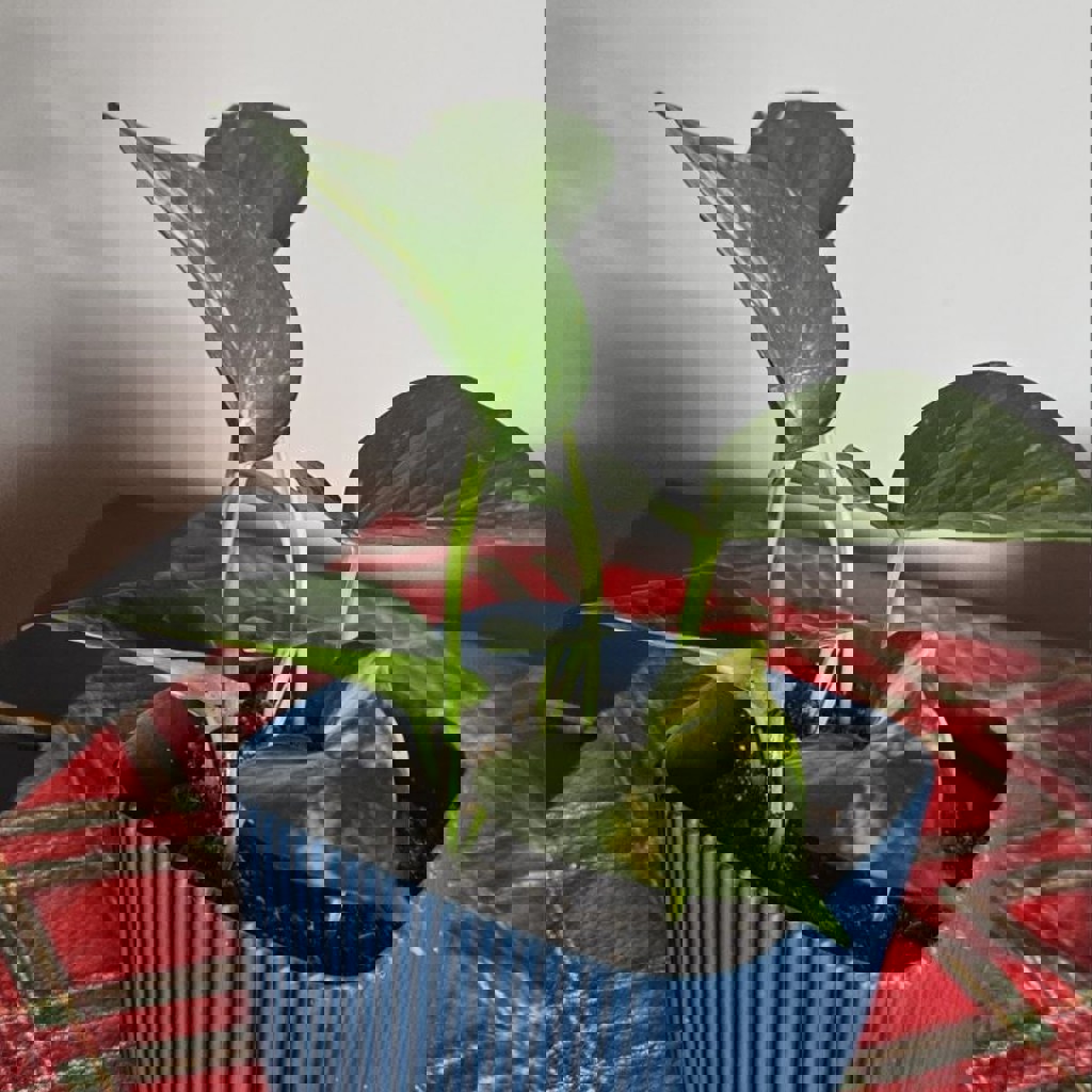 Цветы эпипремнум