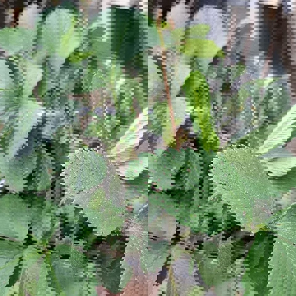 Ростки клубники