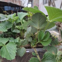 Ростки клубники - фото 2