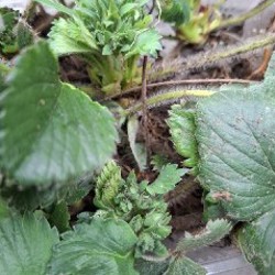 Ростки клубники - фото 3