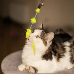 Хепри - фото 6