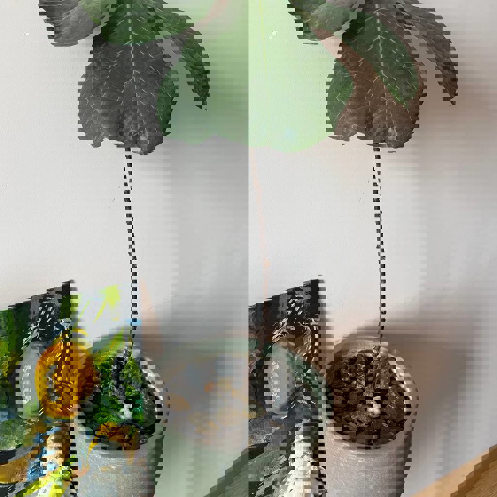 Фикус лирата