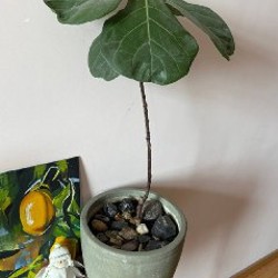 Фикус лирата - фото 1