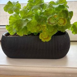 Фикус лирата - фото 4