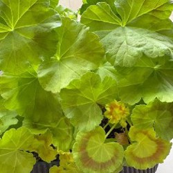 Фикус лирата - фото 5