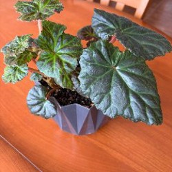 Фикус лирата - фото 6