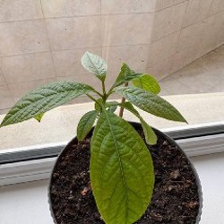 Фикус лирата - фото 7