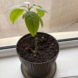 Фикус лирата - фото 8